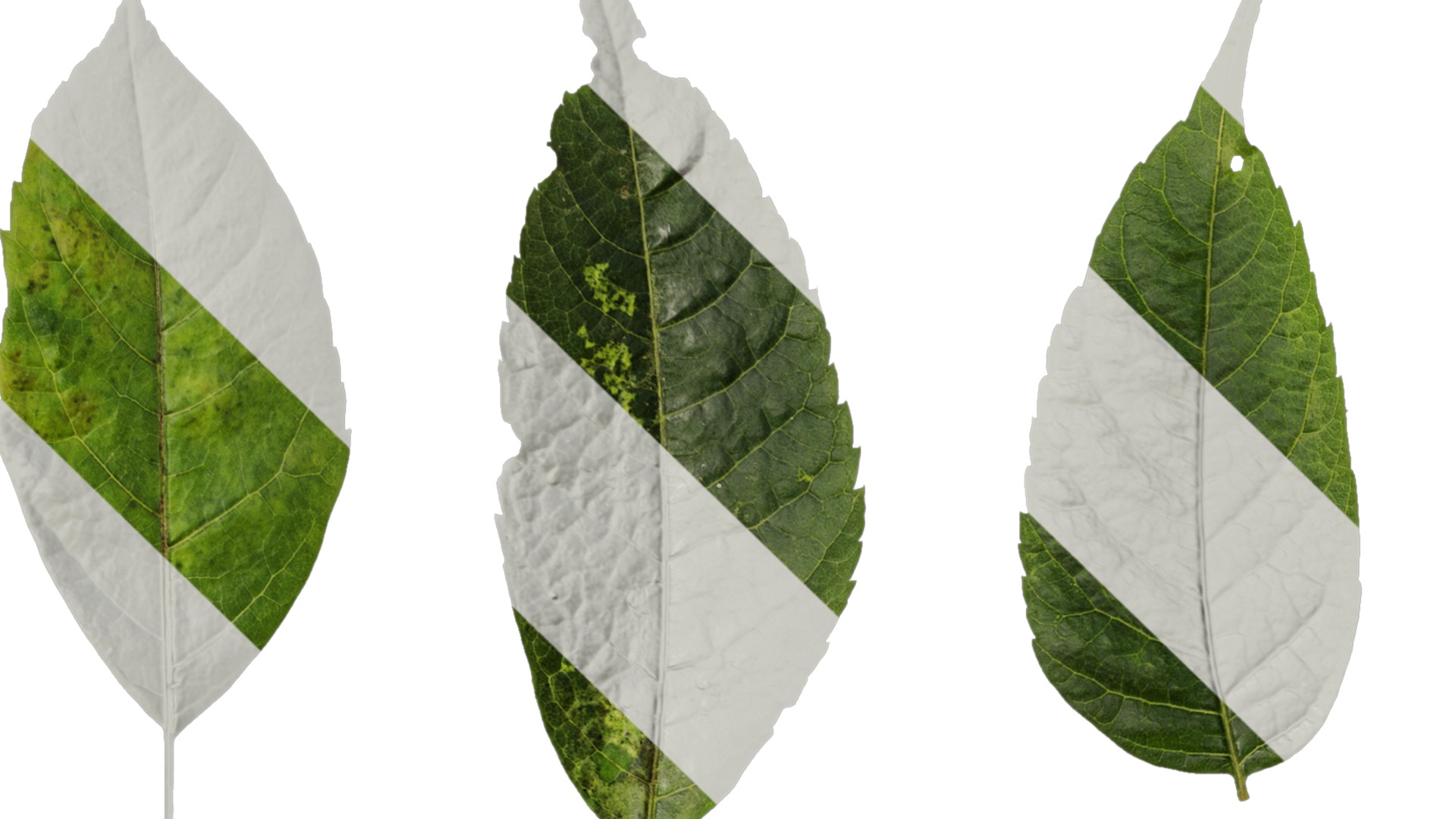 Anydrafts Koelreuteria paniculata Leaf 15 Texture_1