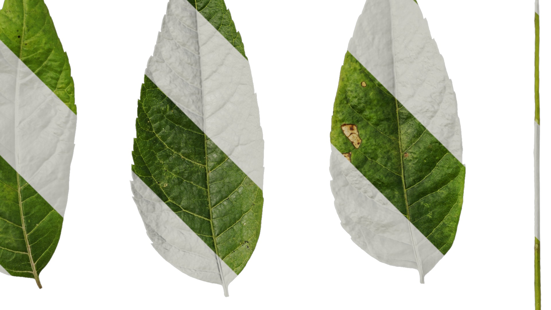 Anydrafts Koelreuteria paniculata Leaf 15 Texture_2