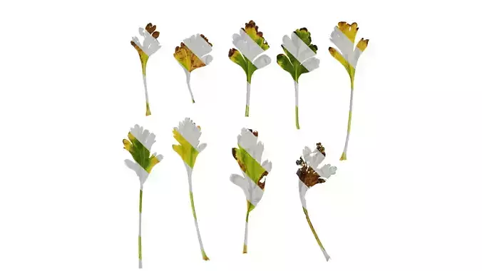 Anydrafts Papaver rhoeas Leaf 03