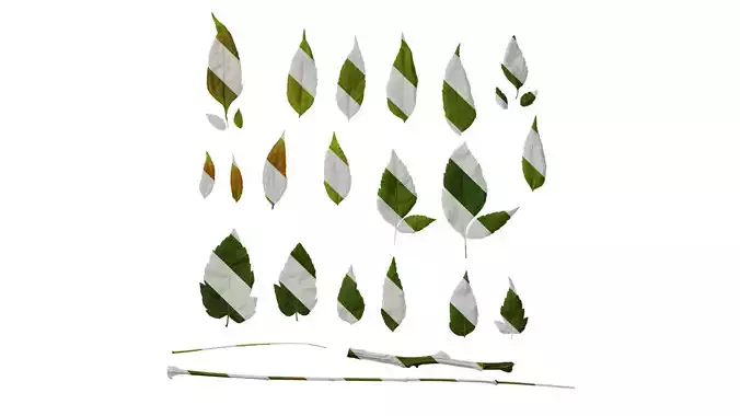 Anydrafts Koelreuteria paniculata Leaf 16