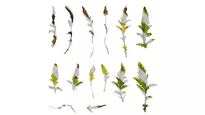 Anydrafts Papaver rhoeas Leaf 04