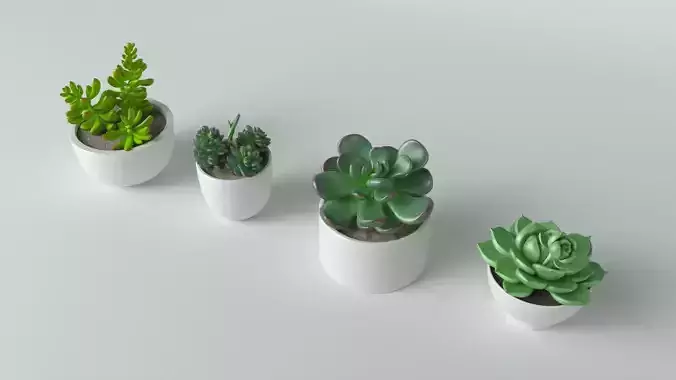 3D Succulent in pot 4 Low-poly 