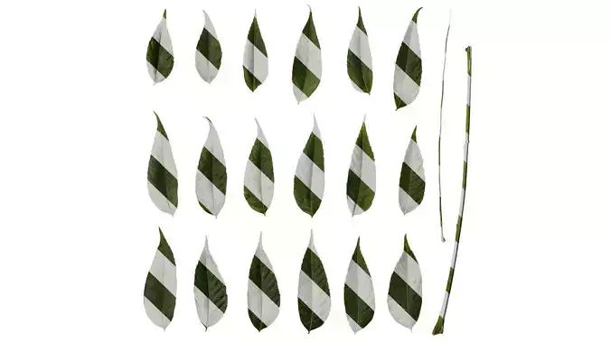 Anydrafts Koelreuteria paniculata Leaf 20