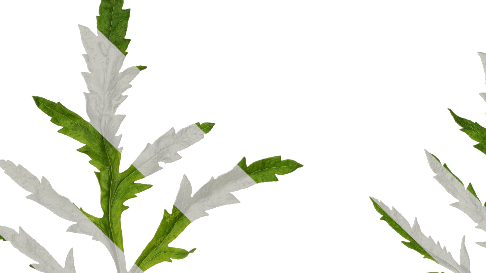 Anydrafts Papaver rhoeas Leaf 05 Texture_1