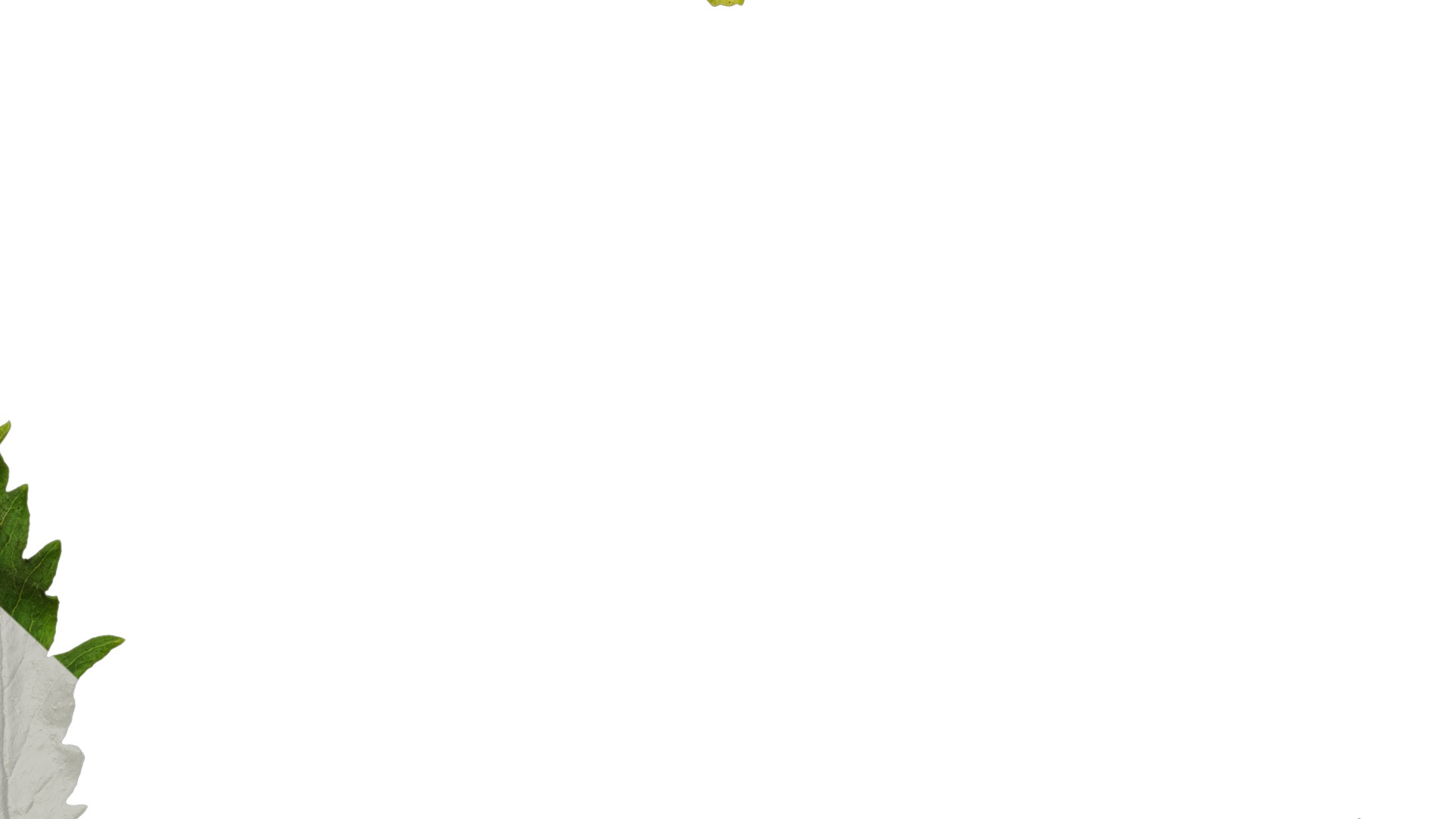 Anydrafts Papaver rhoeas Leaf 05 Texture_7