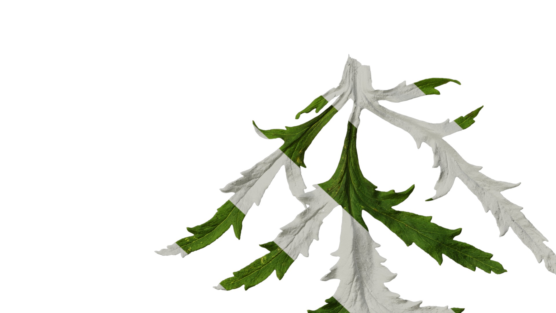 Anydrafts Papaver rhoeas Leaf 05 Texture_6