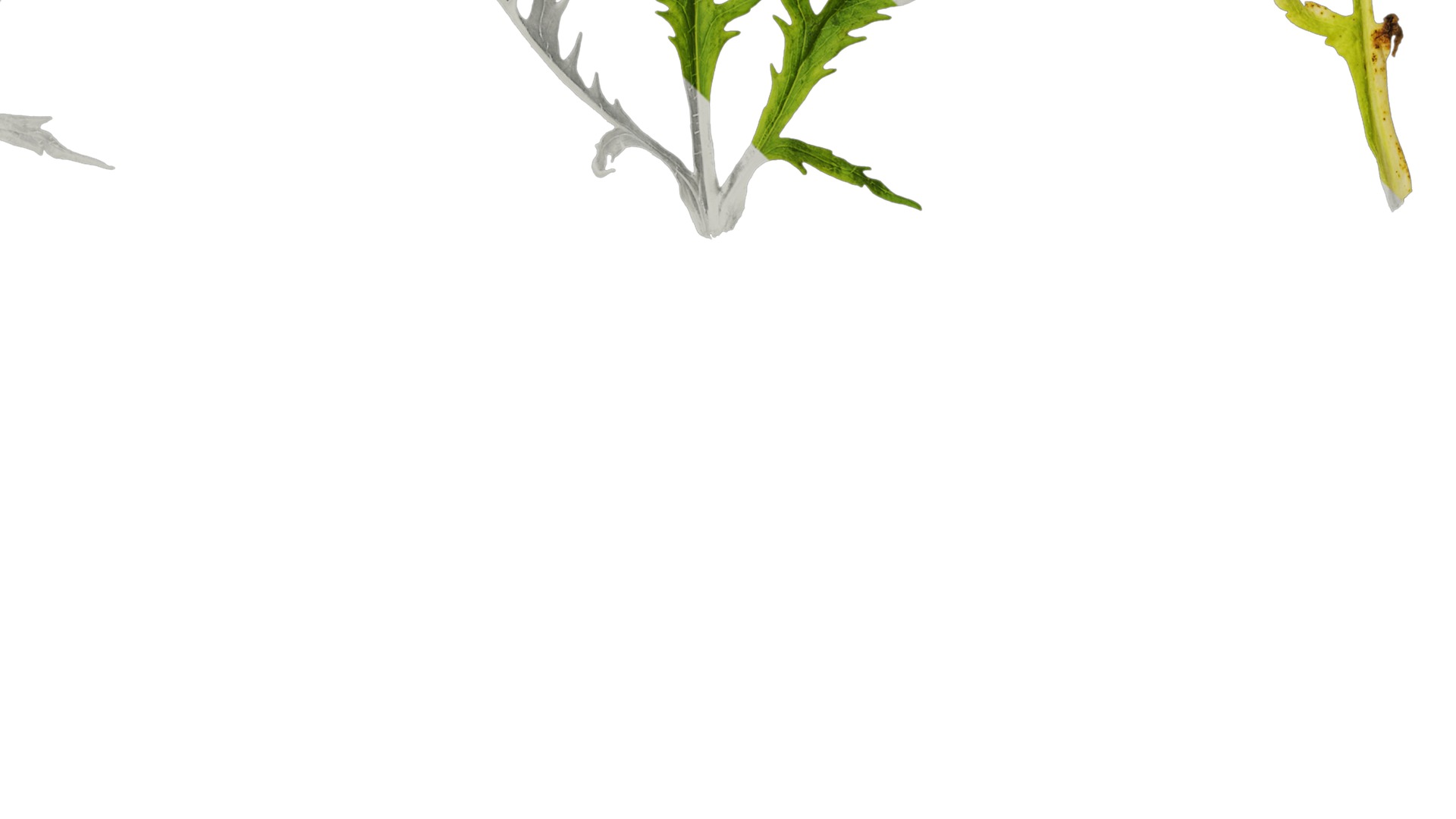 Anydrafts Papaver rhoeas Leaf 05 Texture_4