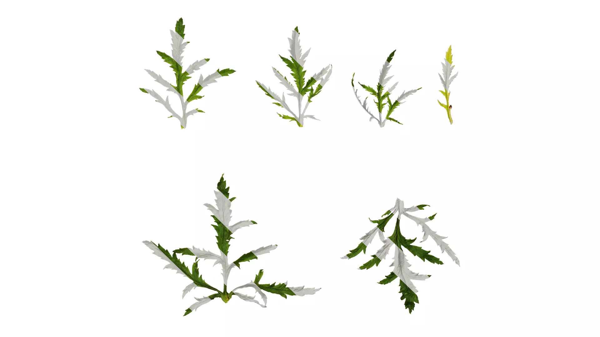 Anydrafts Papaver rhoeas Leaf 05 Texture_0