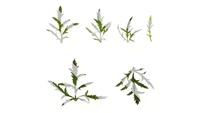 Anydrafts Papaver rhoeas Leaf 05