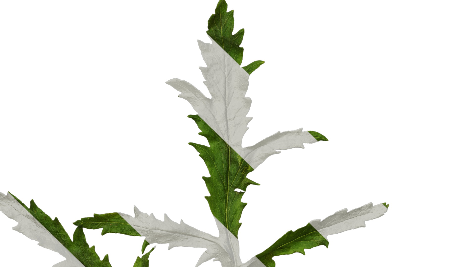 Anydrafts Papaver rhoeas Leaf 05 Texture_5