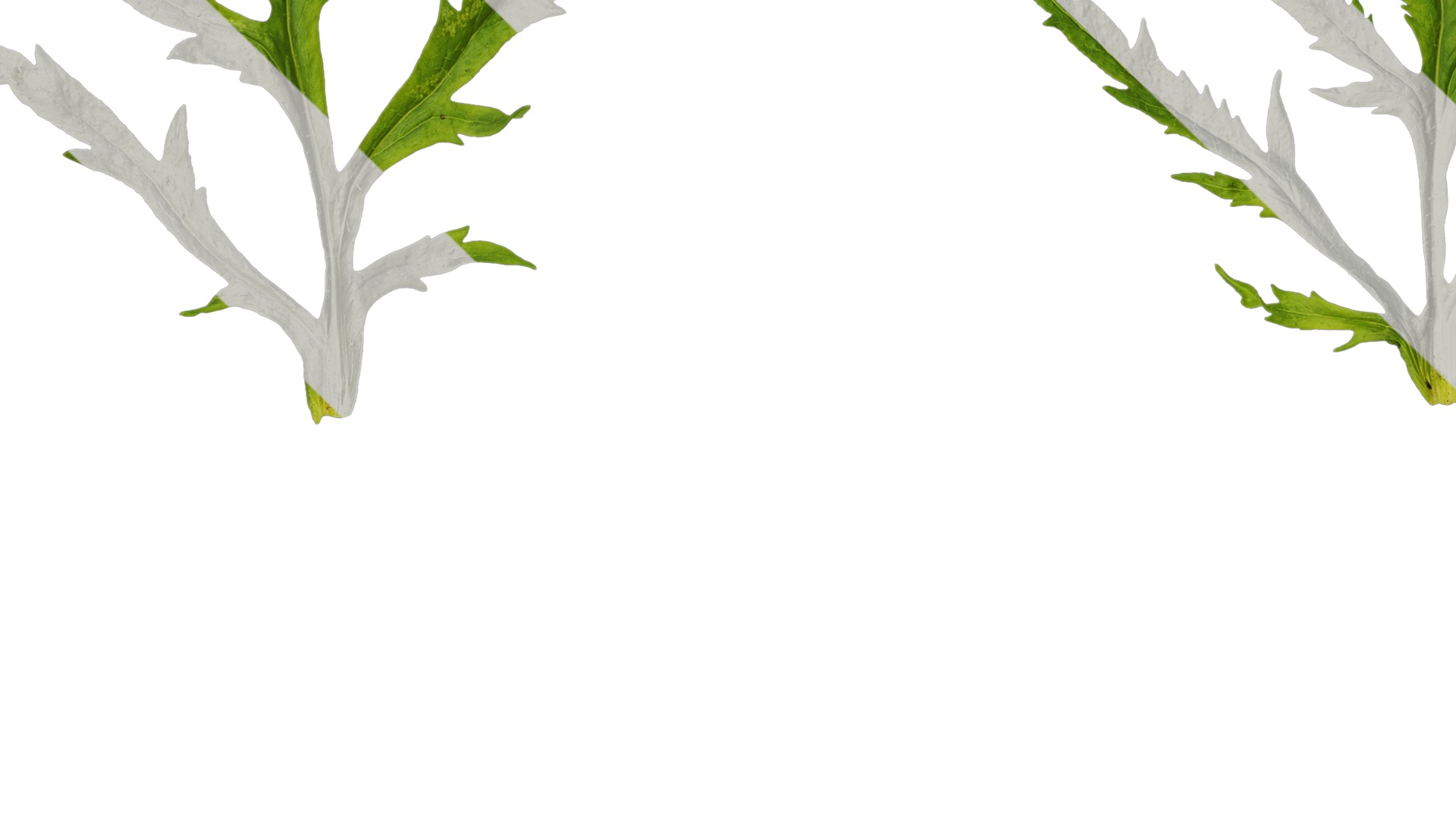 Anydrafts Papaver rhoeas Leaf 05 Texture_3