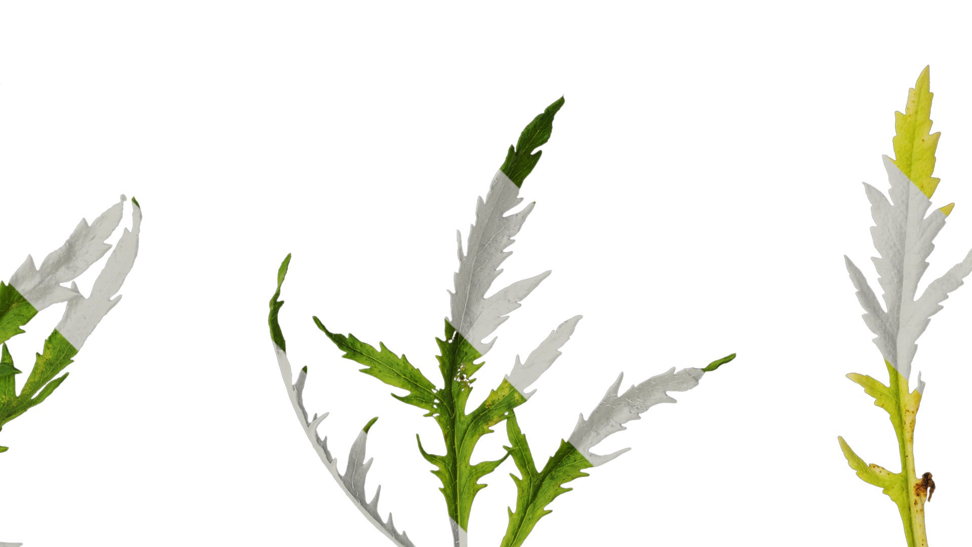 Anydrafts Papaver rhoeas Leaf 05 Texture_2