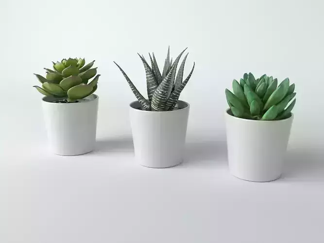 3D Succulent in pot 5 Low-poly 