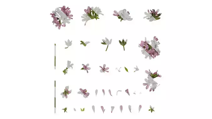 Anydrafts Pelargonium graveolens Atlas 01