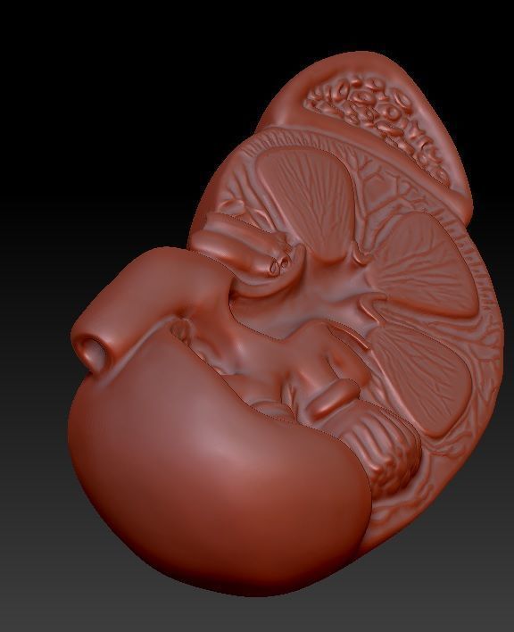 Kidney 3D print model_2