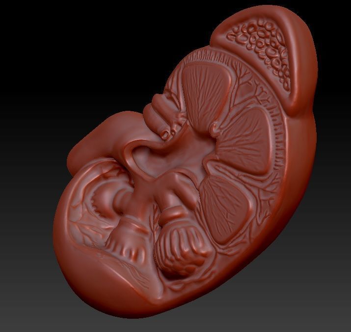 Kidney 3D print model_3