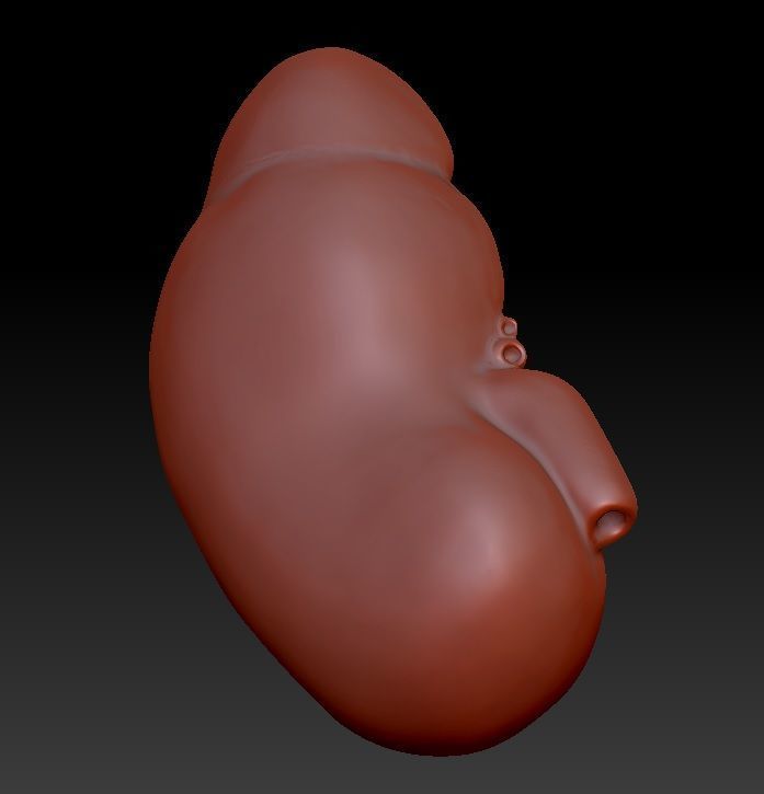 Kidney 3D print model_4