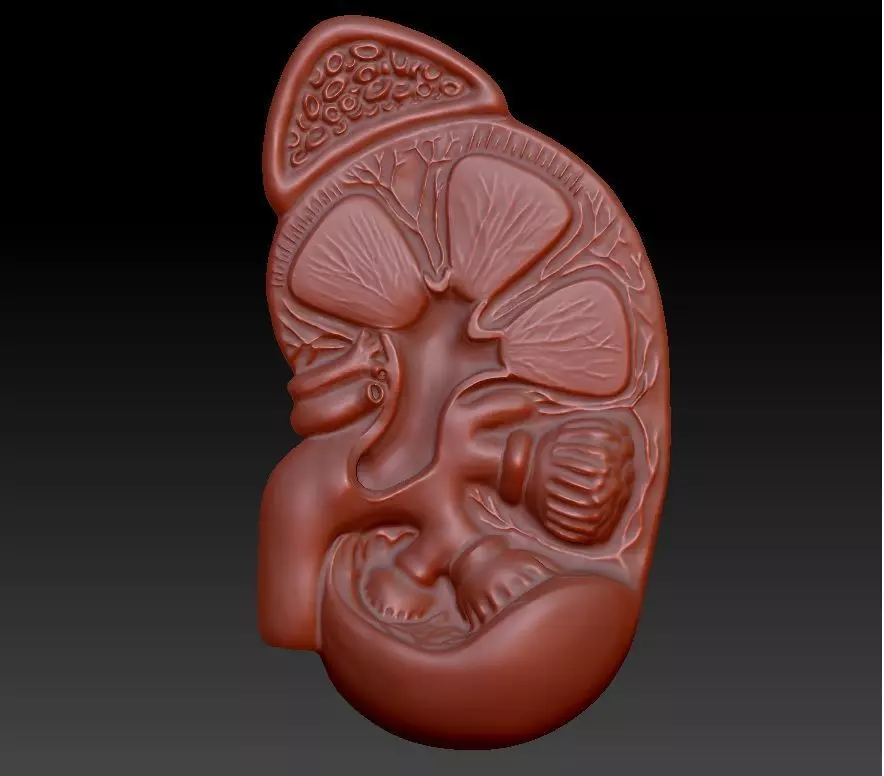 Kidney 3D print model_0