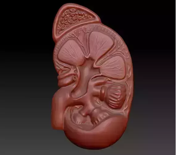 Kidney 3D print model