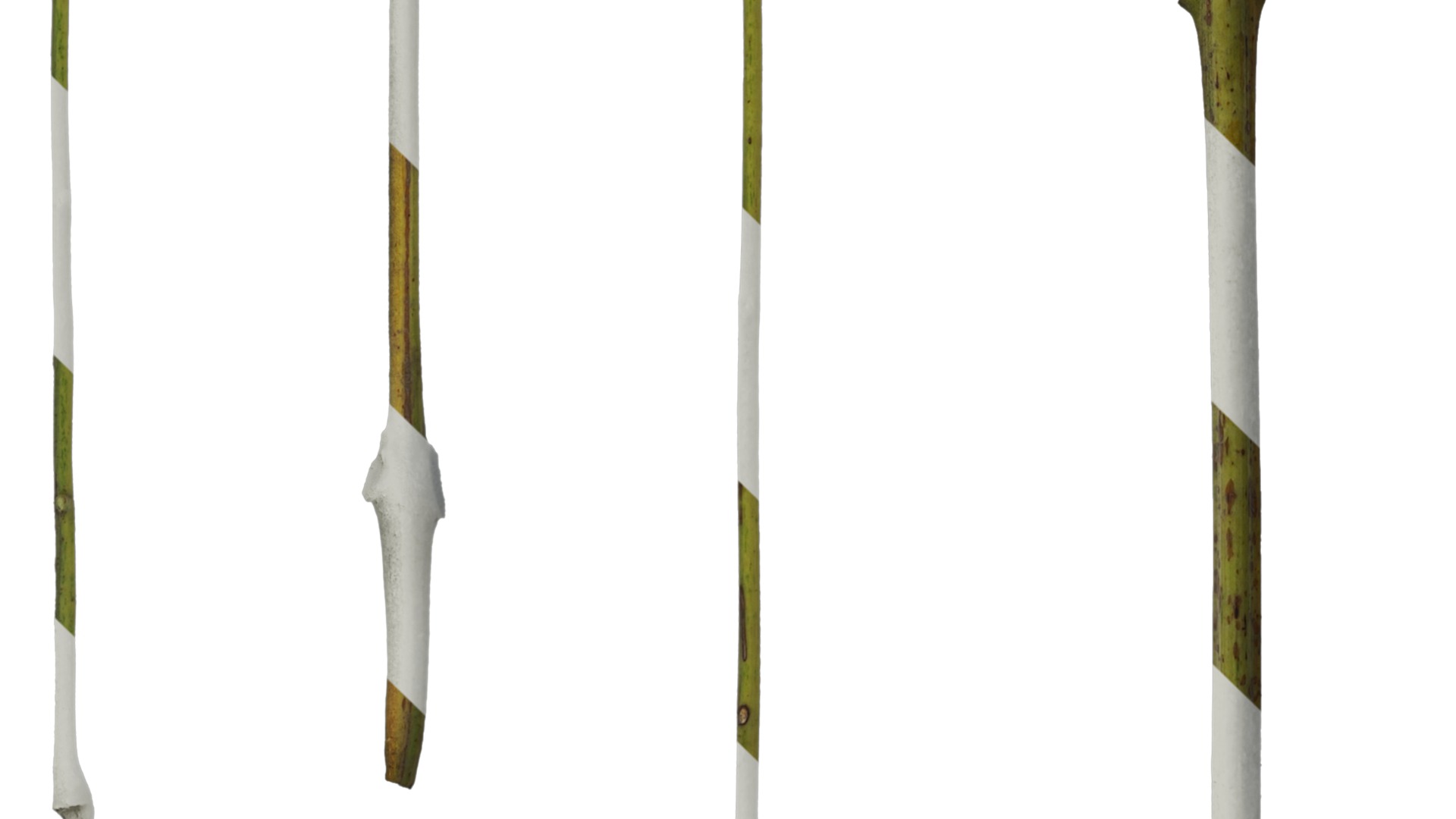 Anydrafts Koelreuteria paniculata Stem 01 Texture_5