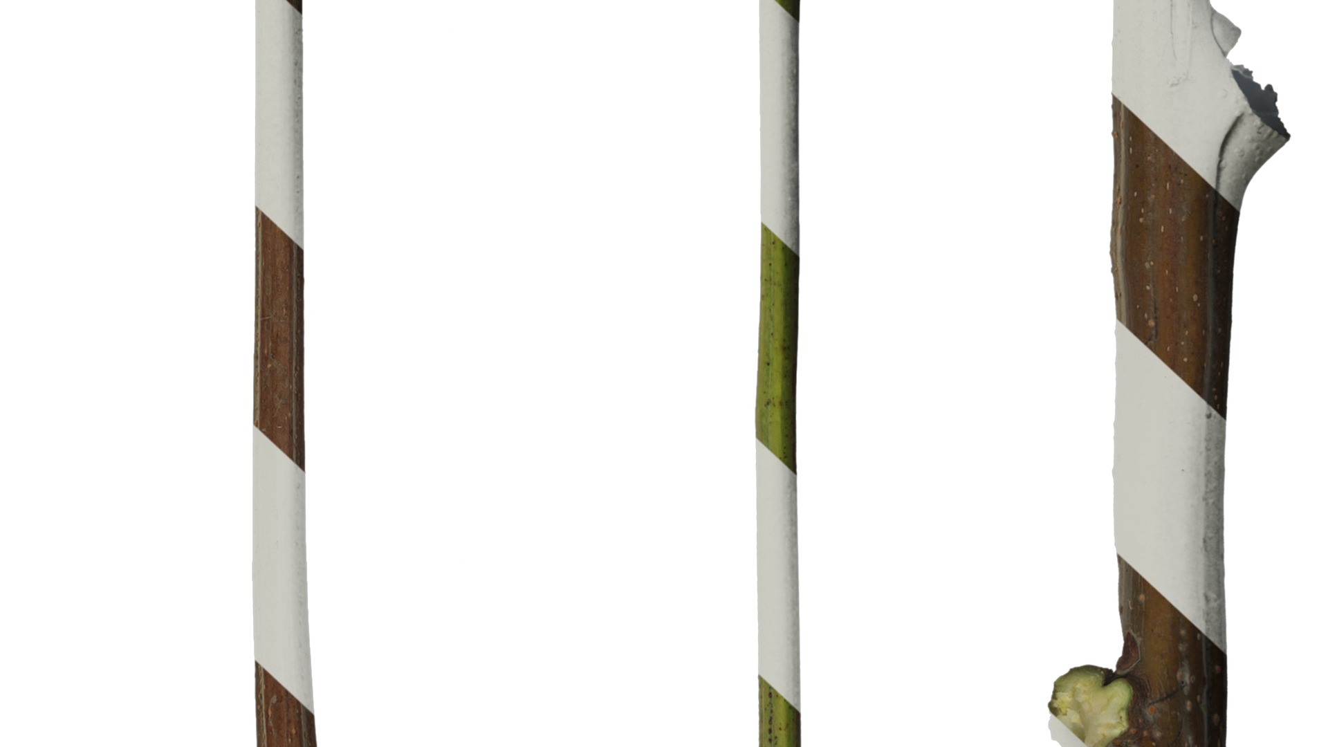 Anydrafts Koelreuteria paniculata Stem 01 Texture_6