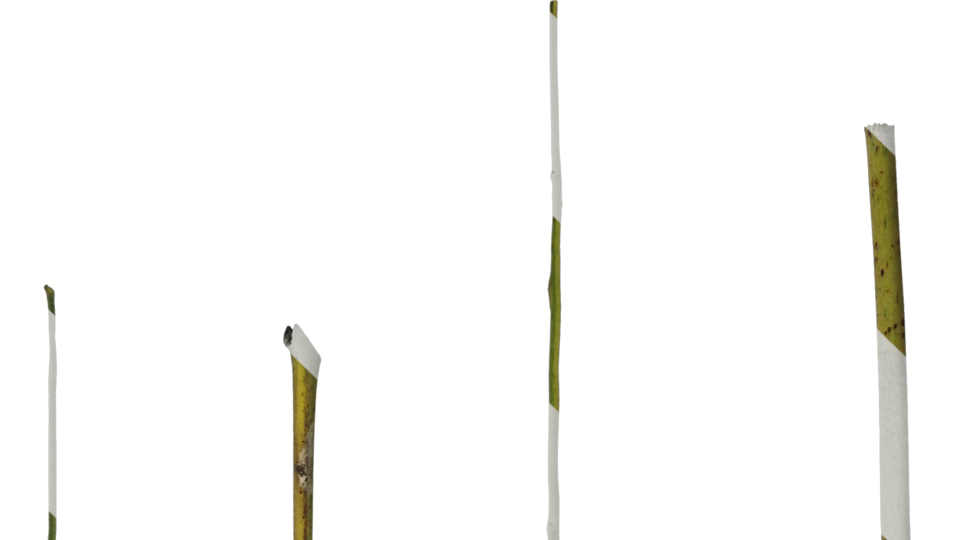 Anydrafts Koelreuteria paniculata Stem 01 Texture_1