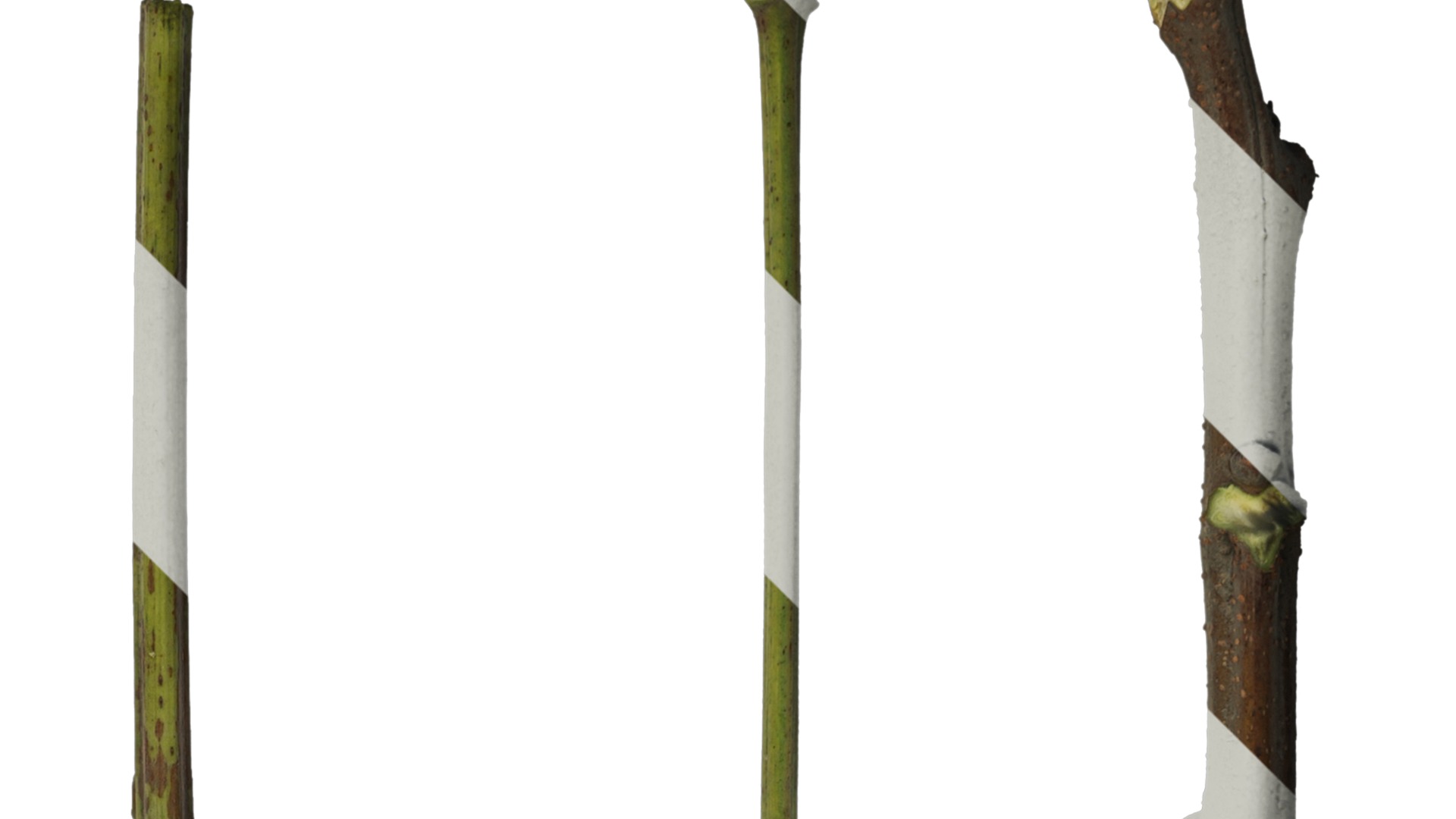 Anydrafts Koelreuteria paniculata Stem 01 Texture_2