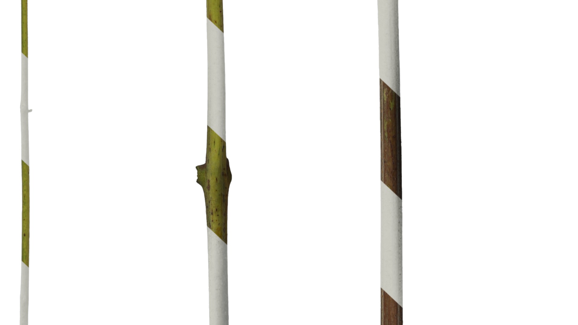 Anydrafts Koelreuteria paniculata Stem 01 Texture_7