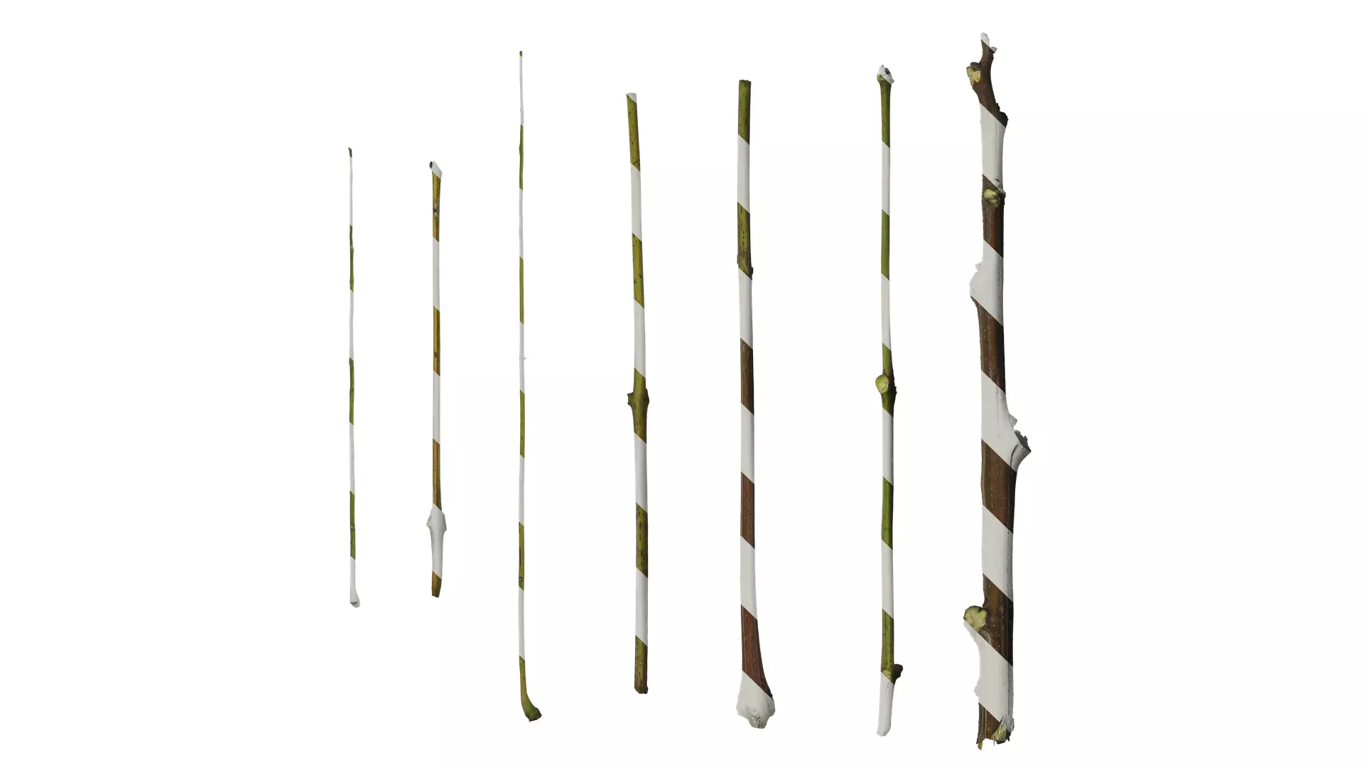 Anydrafts Koelreuteria paniculata Stem 01 Texture_0