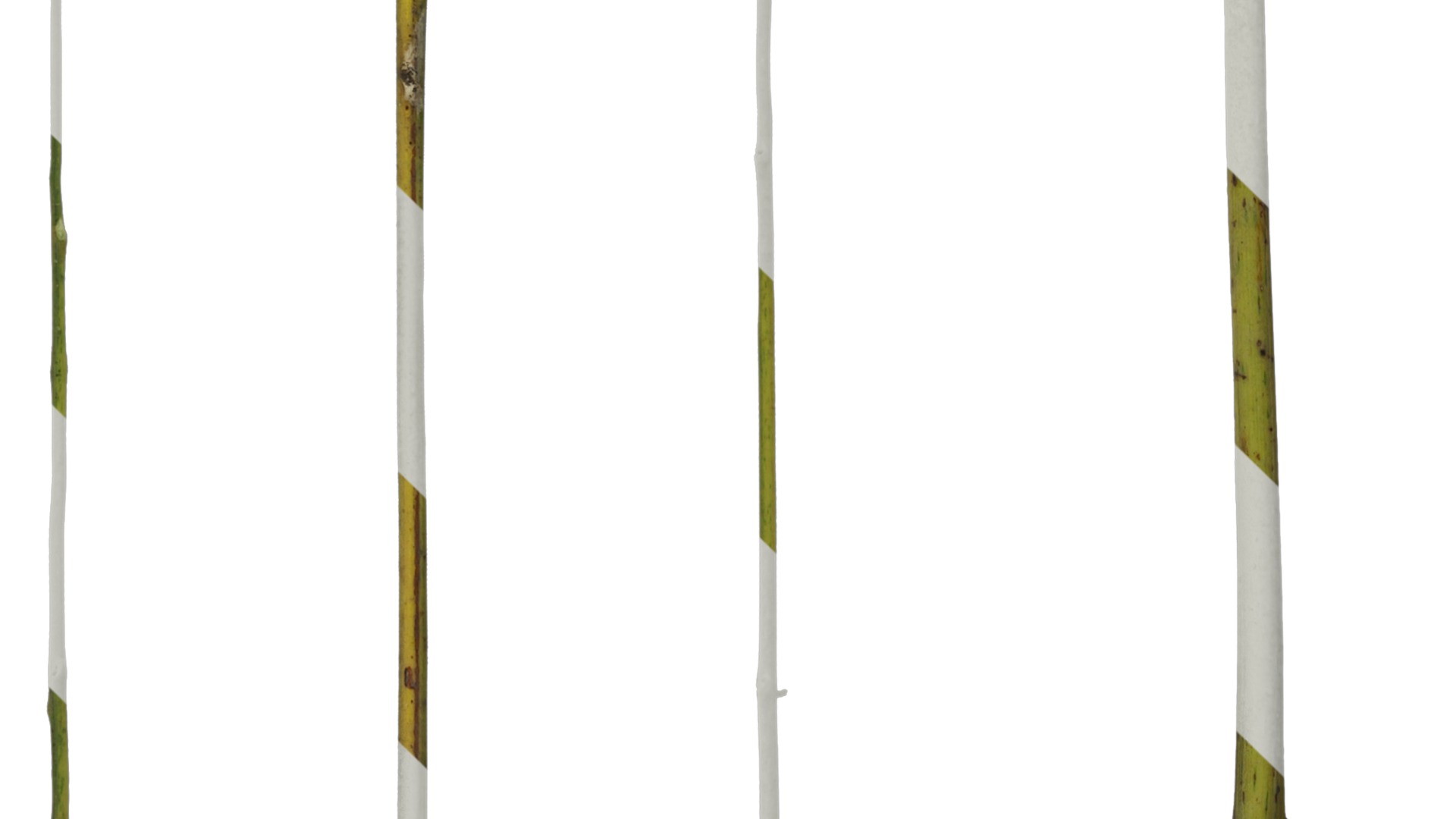 Anydrafts Koelreuteria paniculata Stem 01 Texture_3