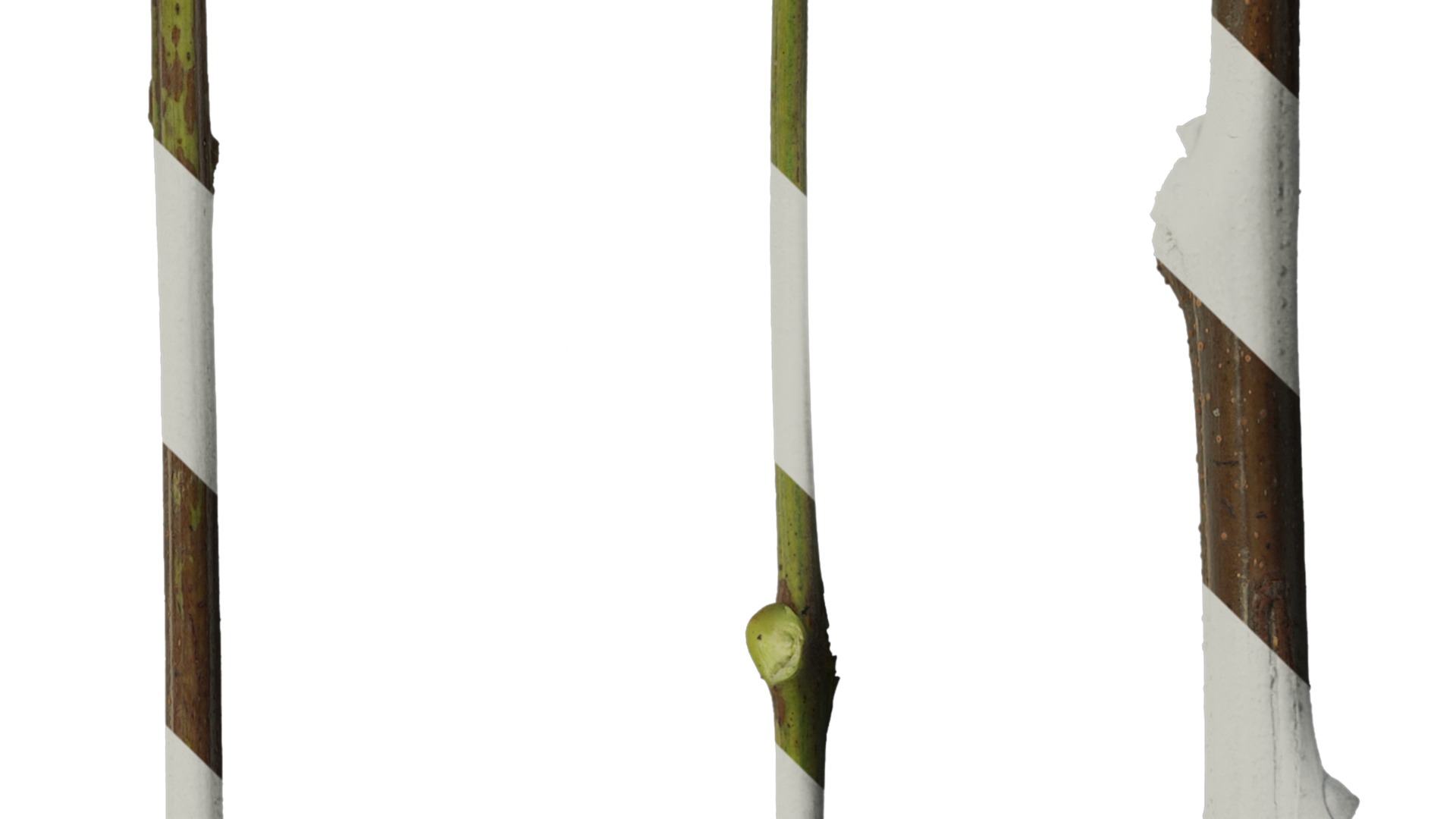 Anydrafts Koelreuteria paniculata Stem 01 Texture_4