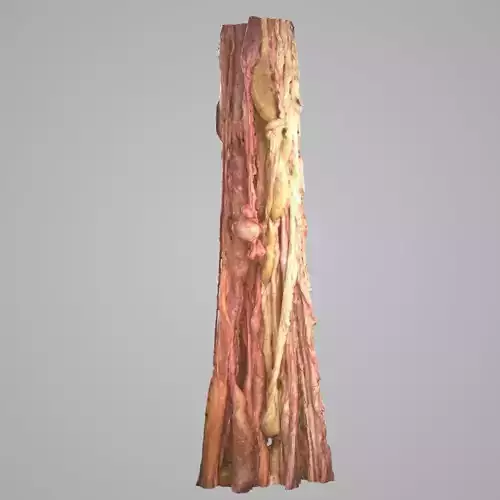 Butchered Pig Guts Hanging Low-poly 3D model