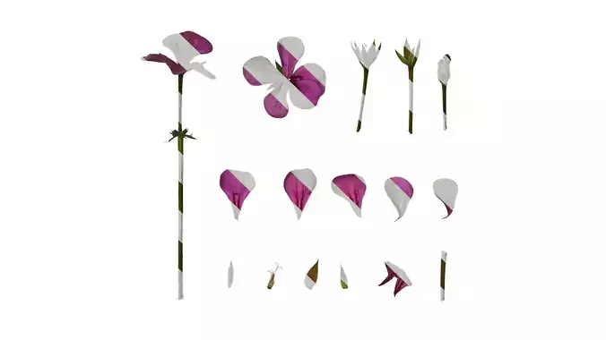 Anydrafts Pelargonium hortorum Flower 01