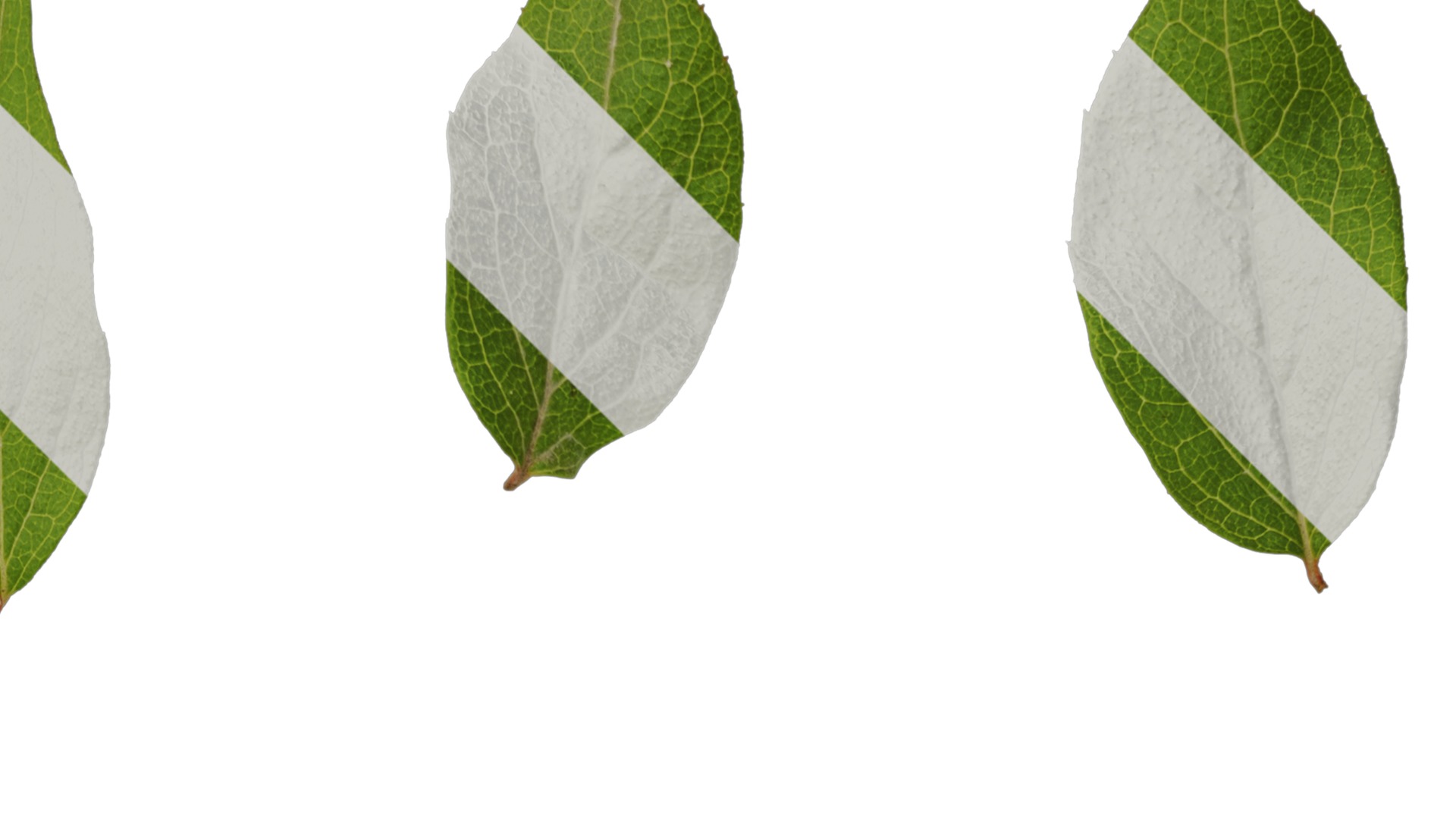 Anydrafts Kolkwitzia amabilis Atlas 02 Texture_2