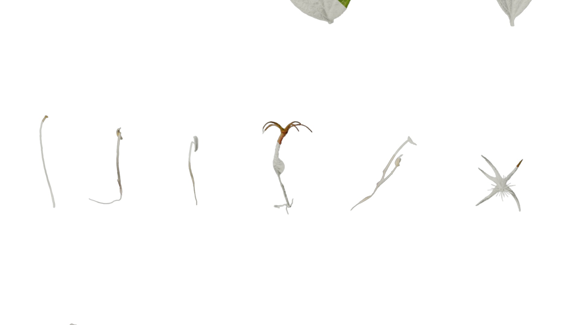 Anydrafts Kolkwitzia amabilis Atlas 02 Texture_6