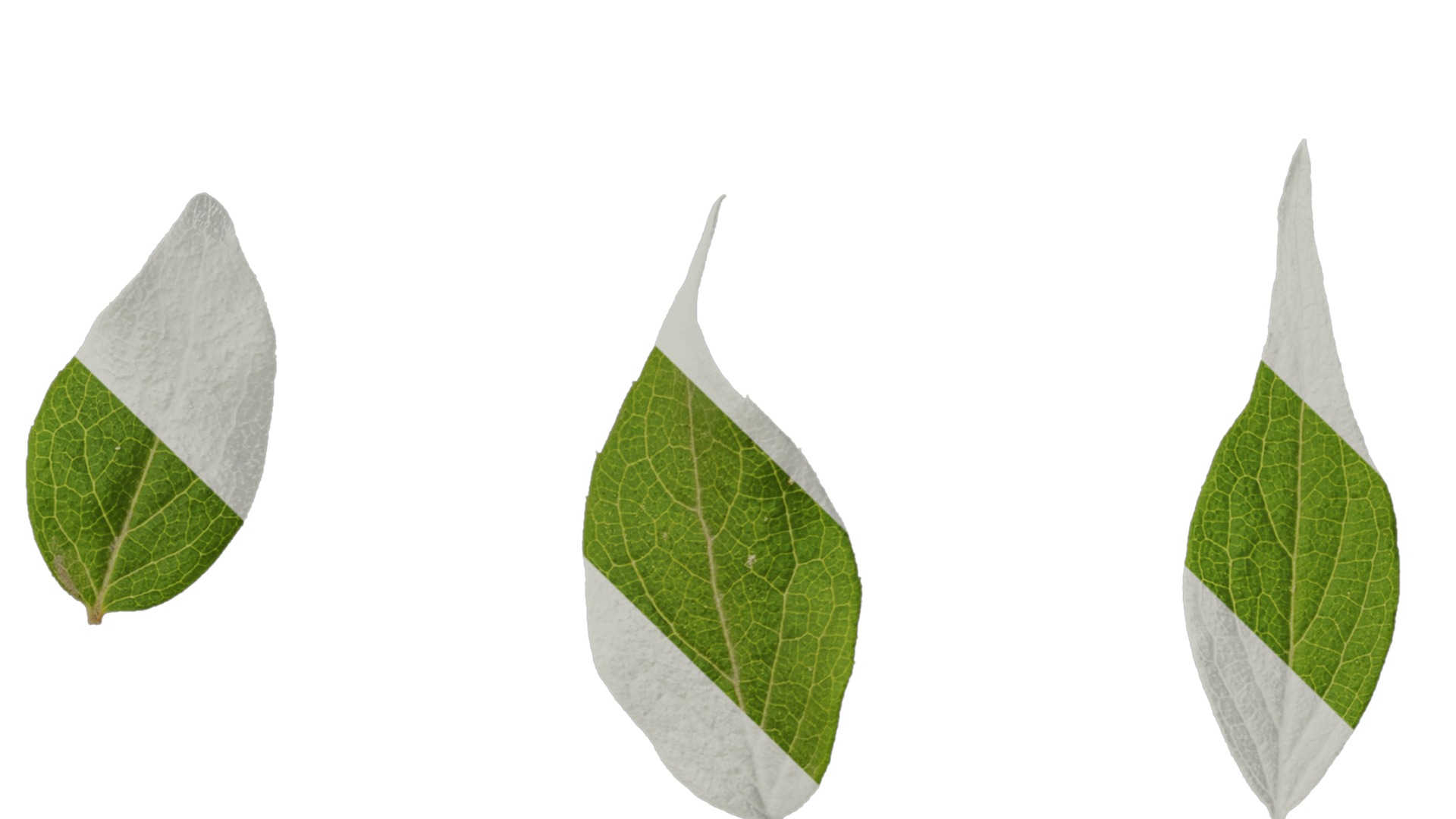 Anydrafts Kolkwitzia amabilis Atlas 02 Texture_4