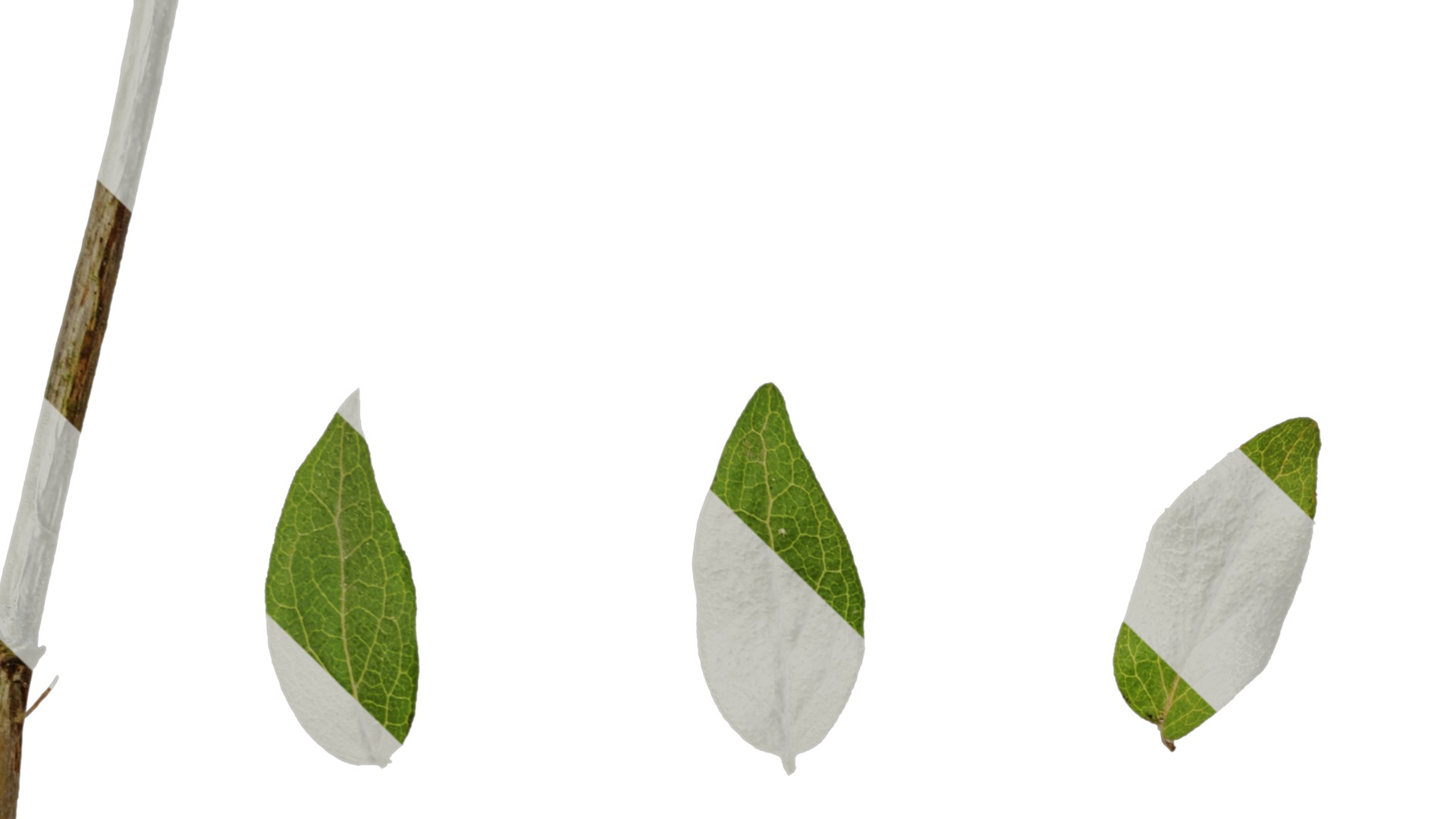 Anydrafts Kolkwitzia amabilis Atlas 02 Texture_3