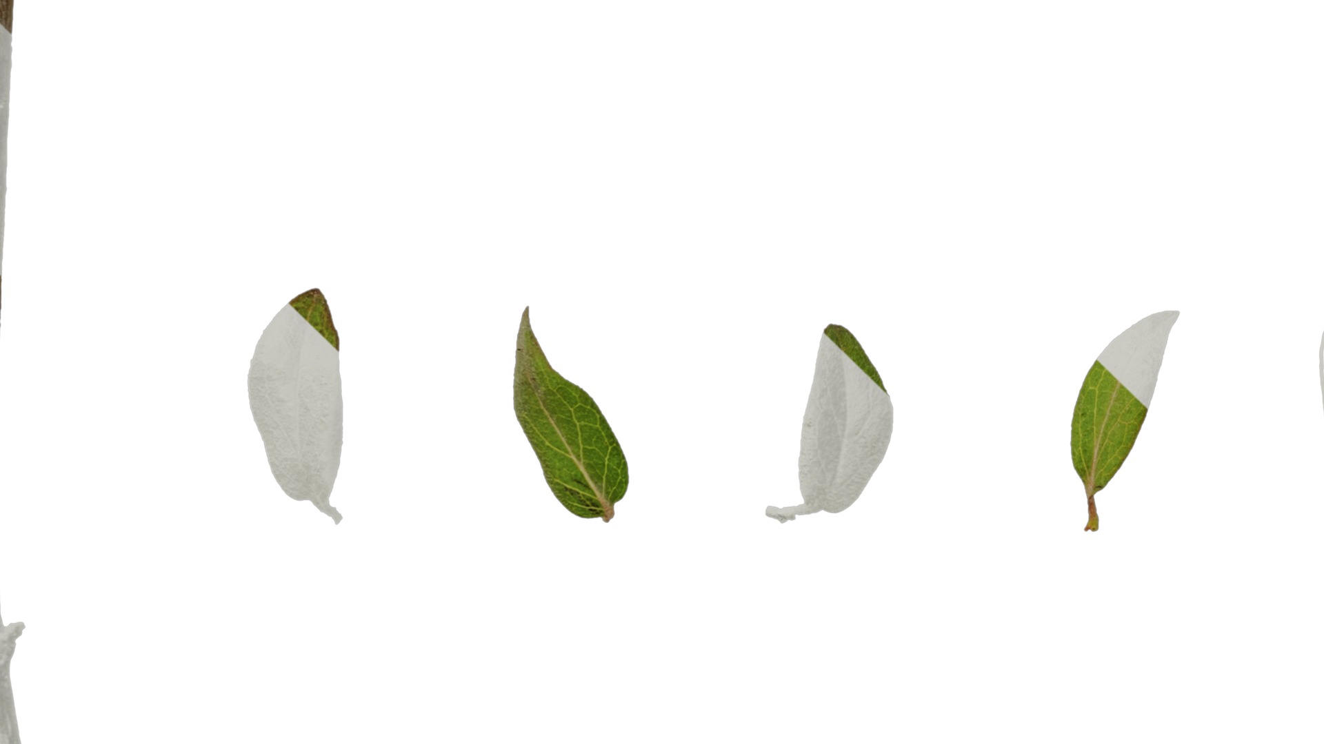 Anydrafts Kolkwitzia amabilis Atlas 02 Texture_5