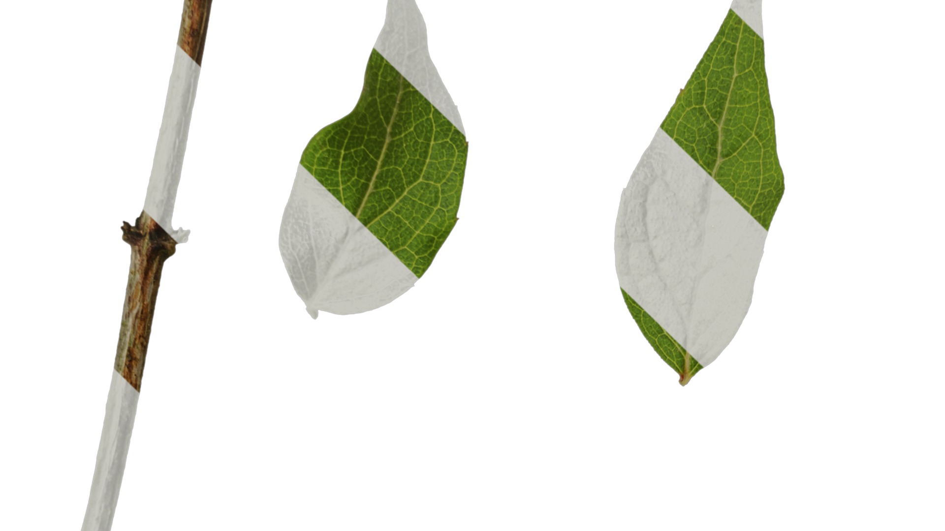 Anydrafts Kolkwitzia amabilis Atlas 02 Texture_1