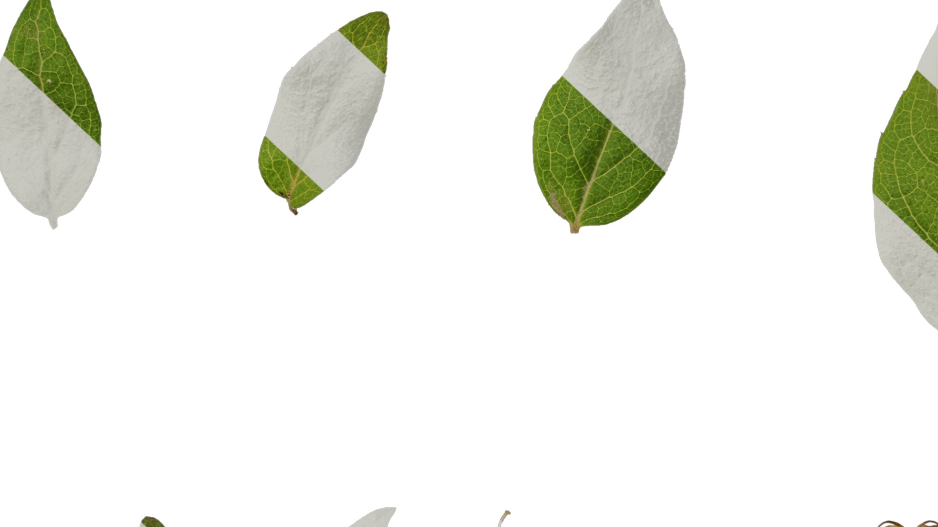 Anydrafts Kolkwitzia amabilis Atlas 02 Texture_7