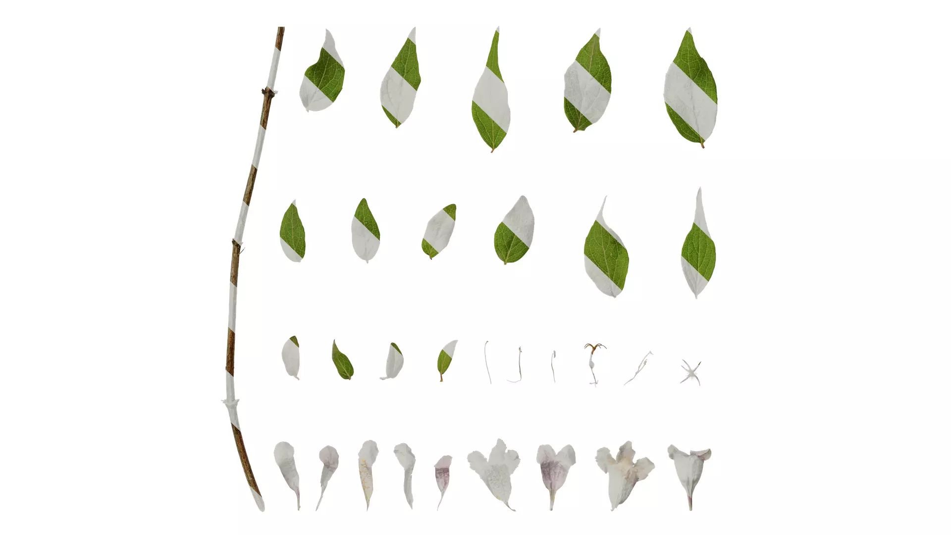 Anydrafts Kolkwitzia amabilis Atlas 02 Texture_0