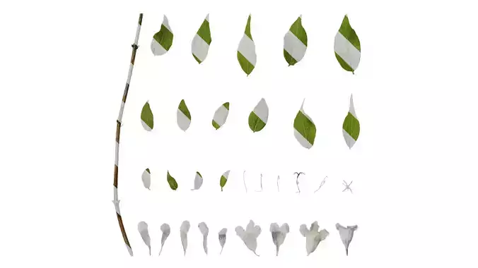 Anydrafts Kolkwitzia amabilis Atlas 02