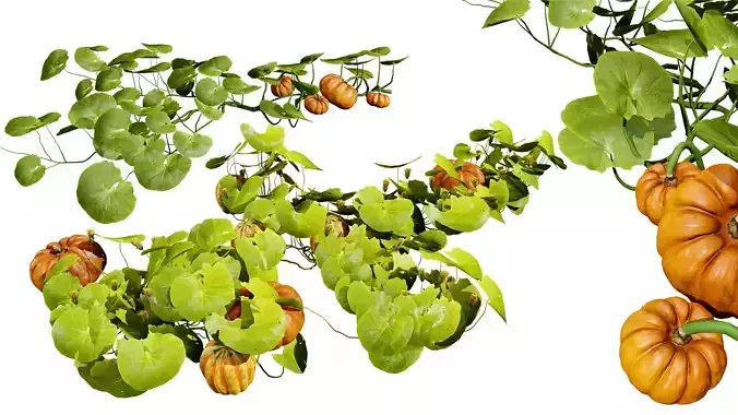 Pumpkin Vine 3D Model Low-poly 3D model