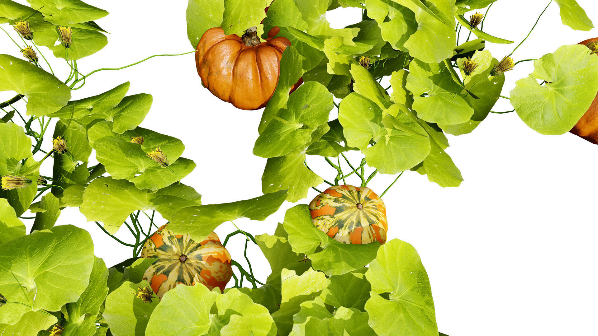 Pumpkin Vine 3D Model Low-poly 3D model_5