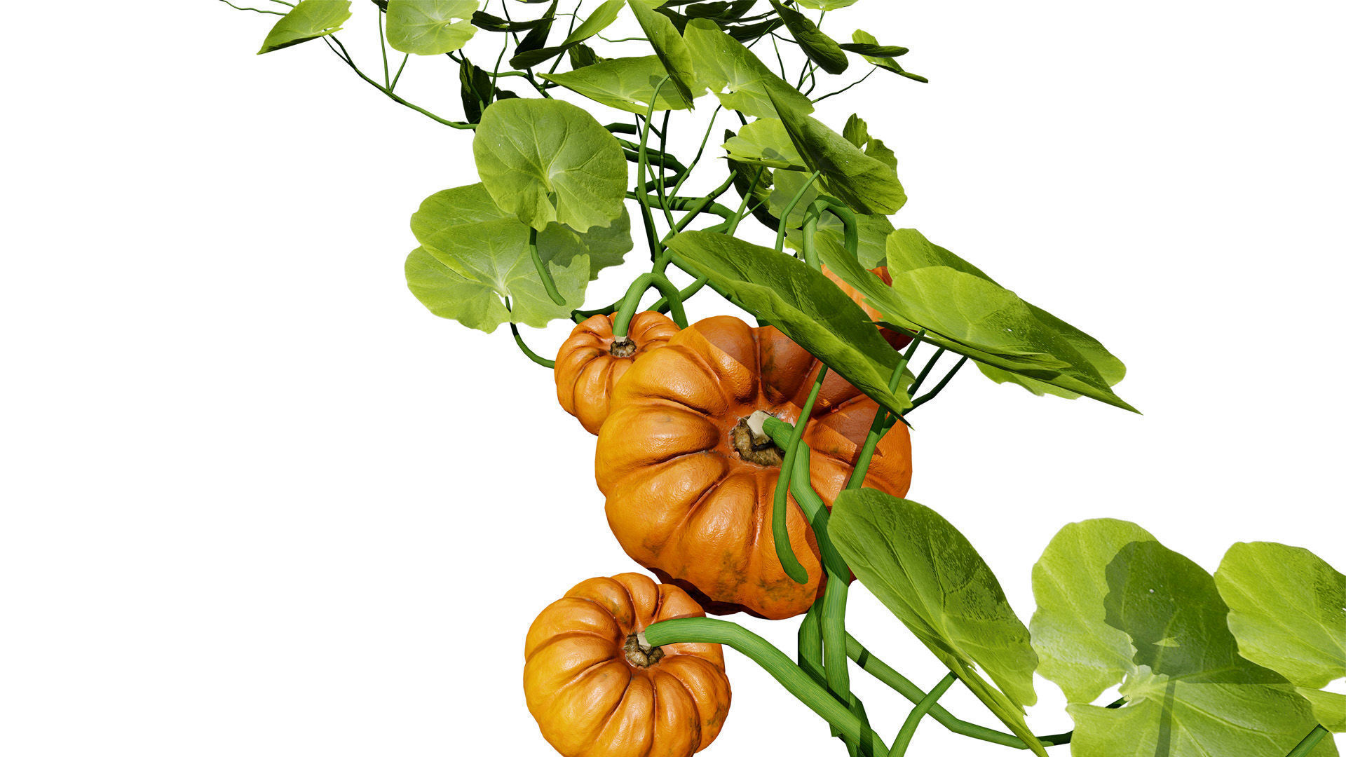 Pumpkin Vine 3D Model Low-poly 3D model_7