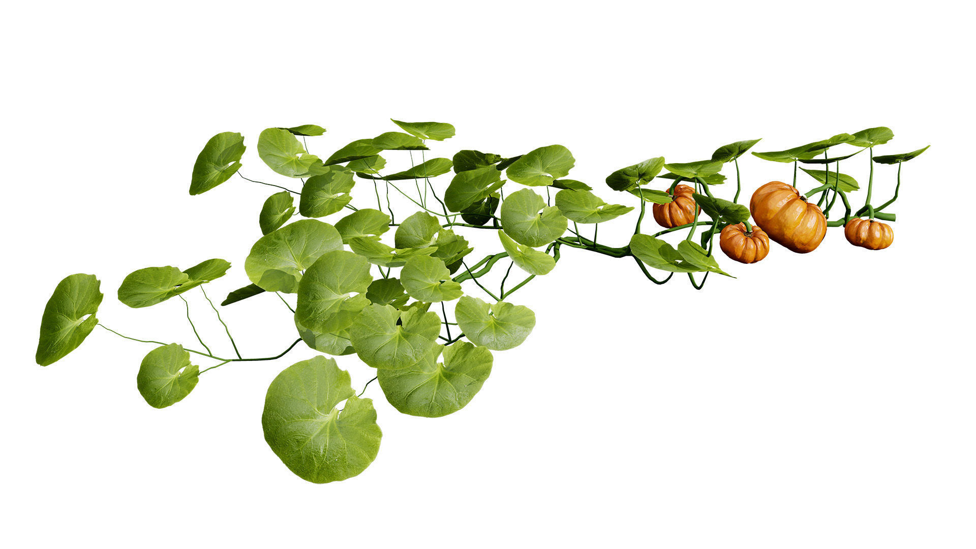 Pumpkin Vine 3D Model Low-poly 3D model_2