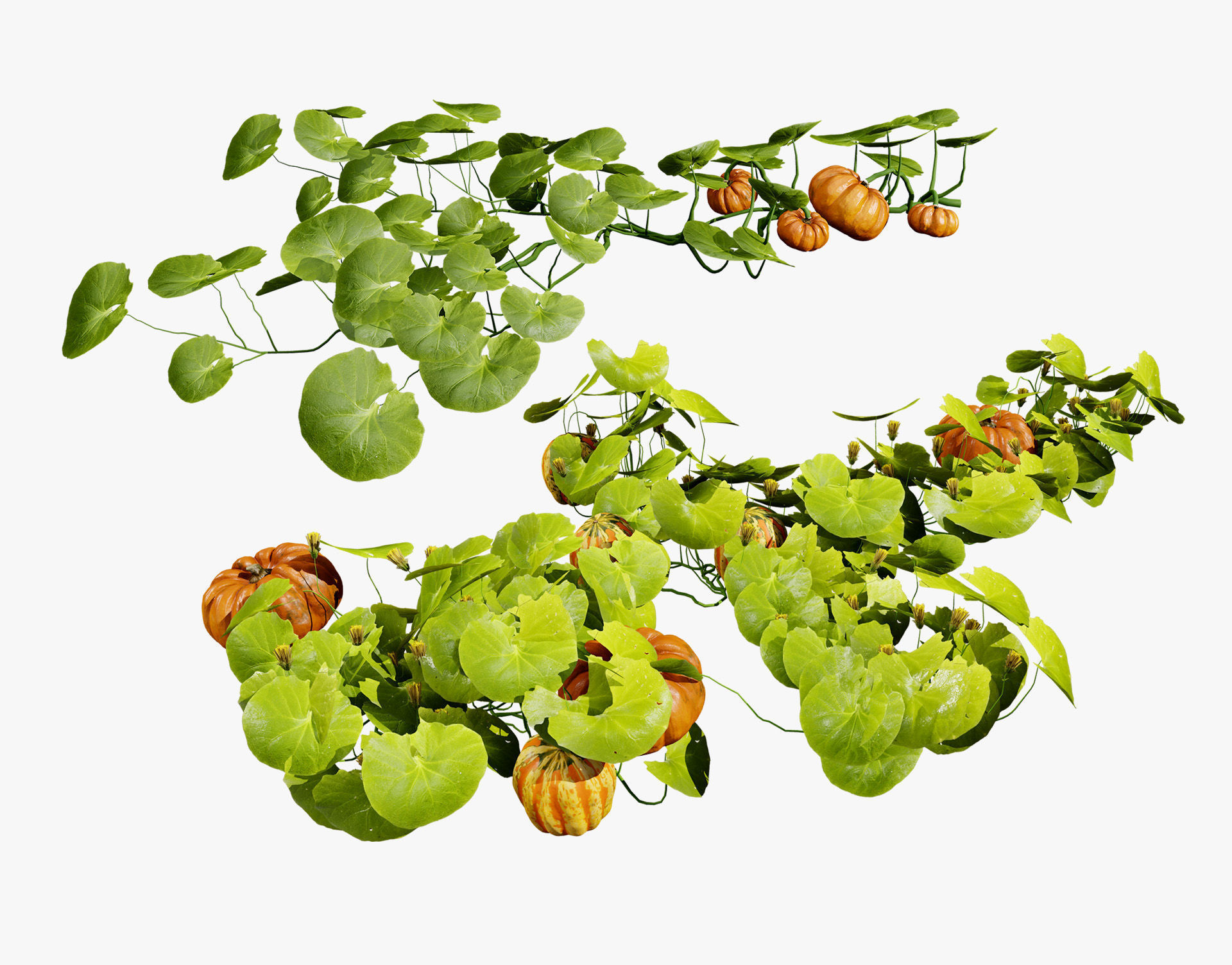 Pumpkin Vine 3D Model Low-poly 3D model_1