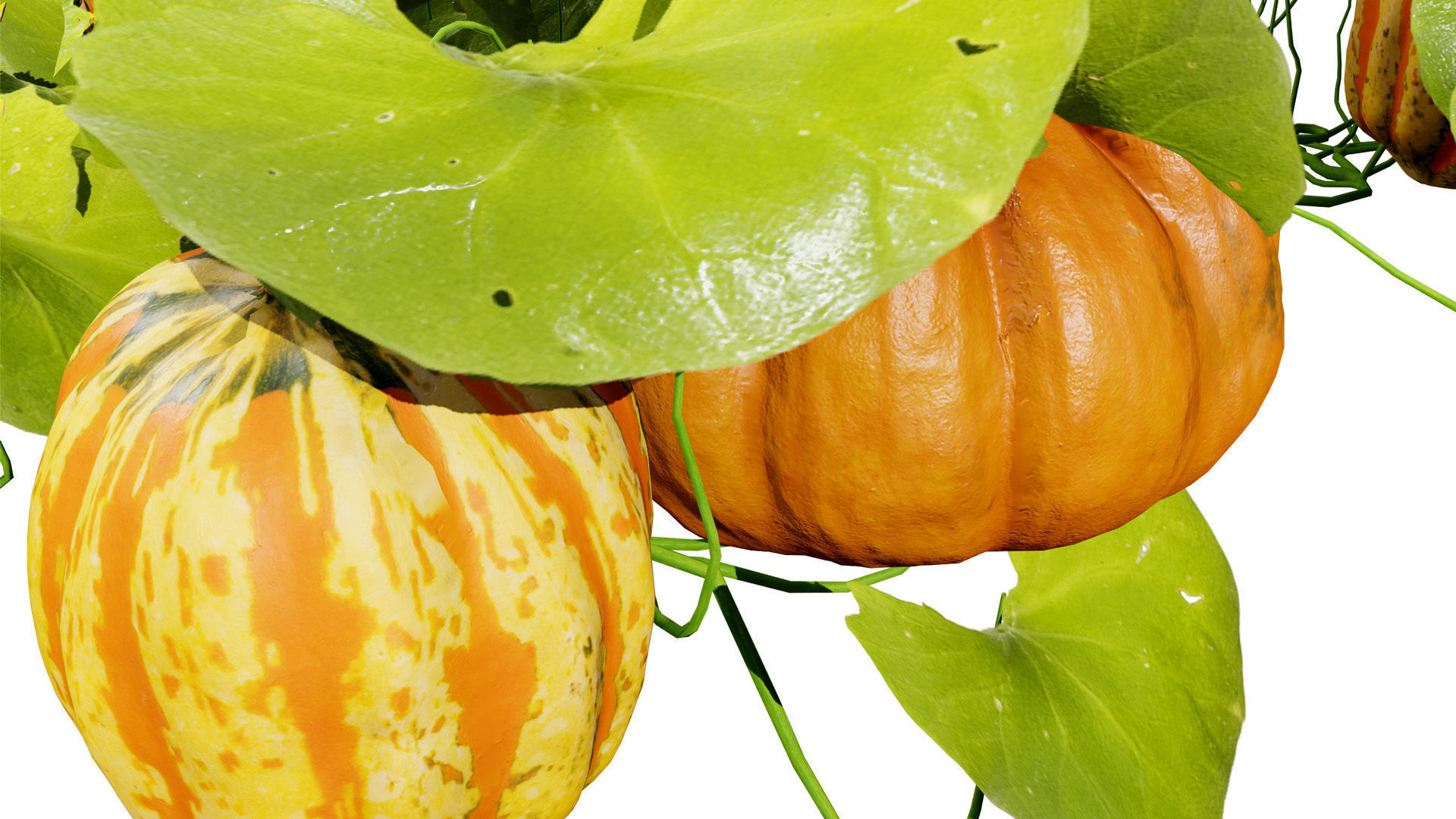 Pumpkin Vine 3D Model Low-poly 3D model_3