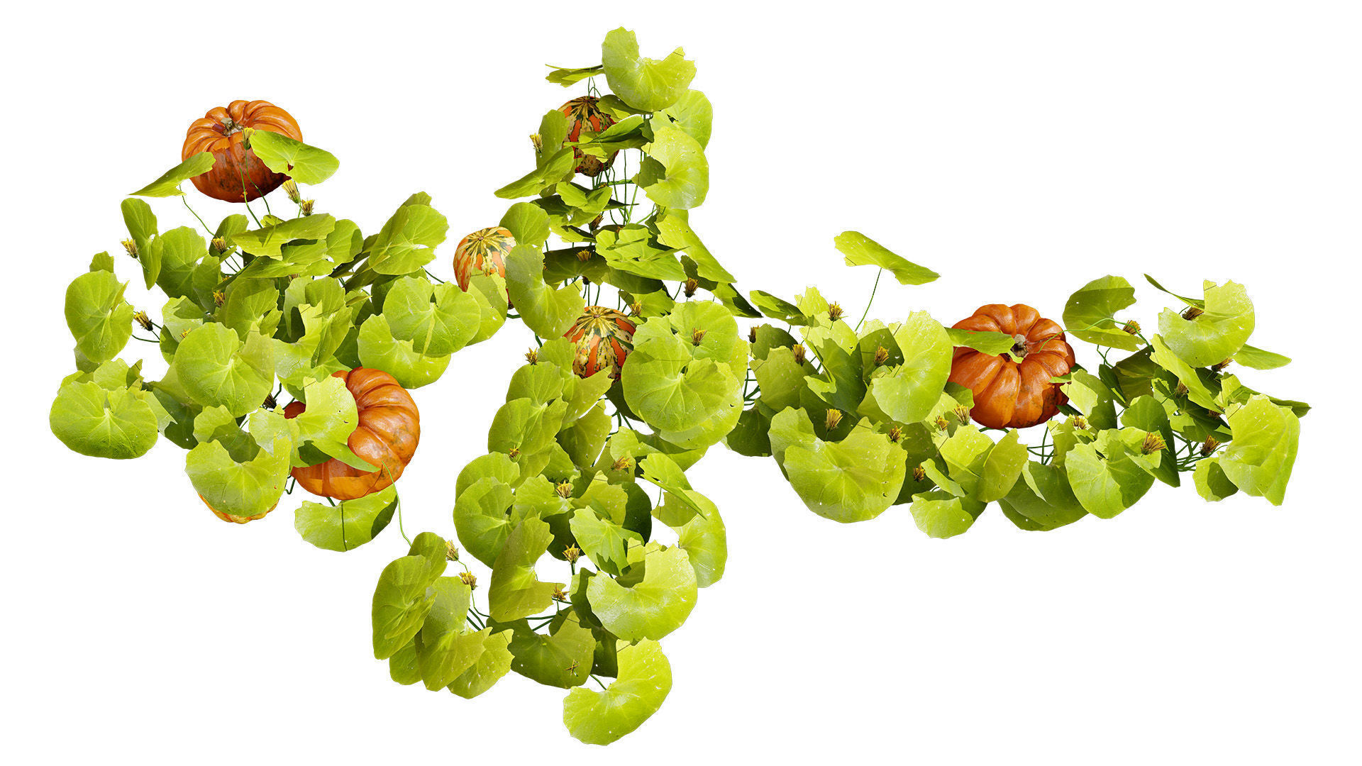 Pumpkin Vine 3D Model Low-poly 3D model_4