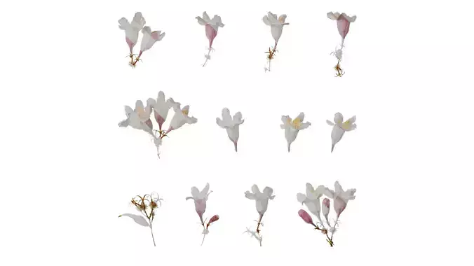 Anydrafts Kolkwitzia amabilis Flower 01 Texture